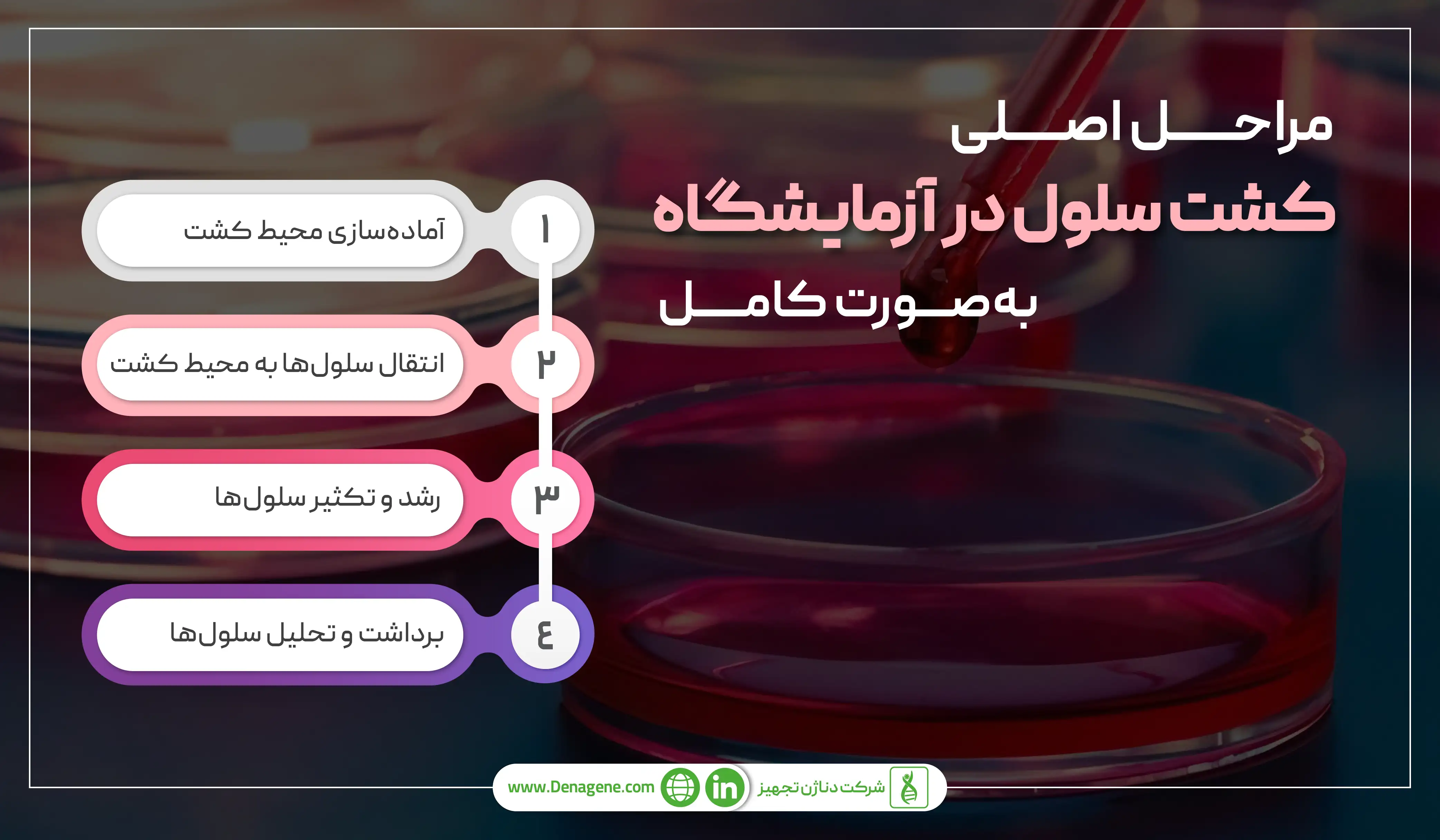 مراحل اصلی کشت سلولی در آزمایشگاه 