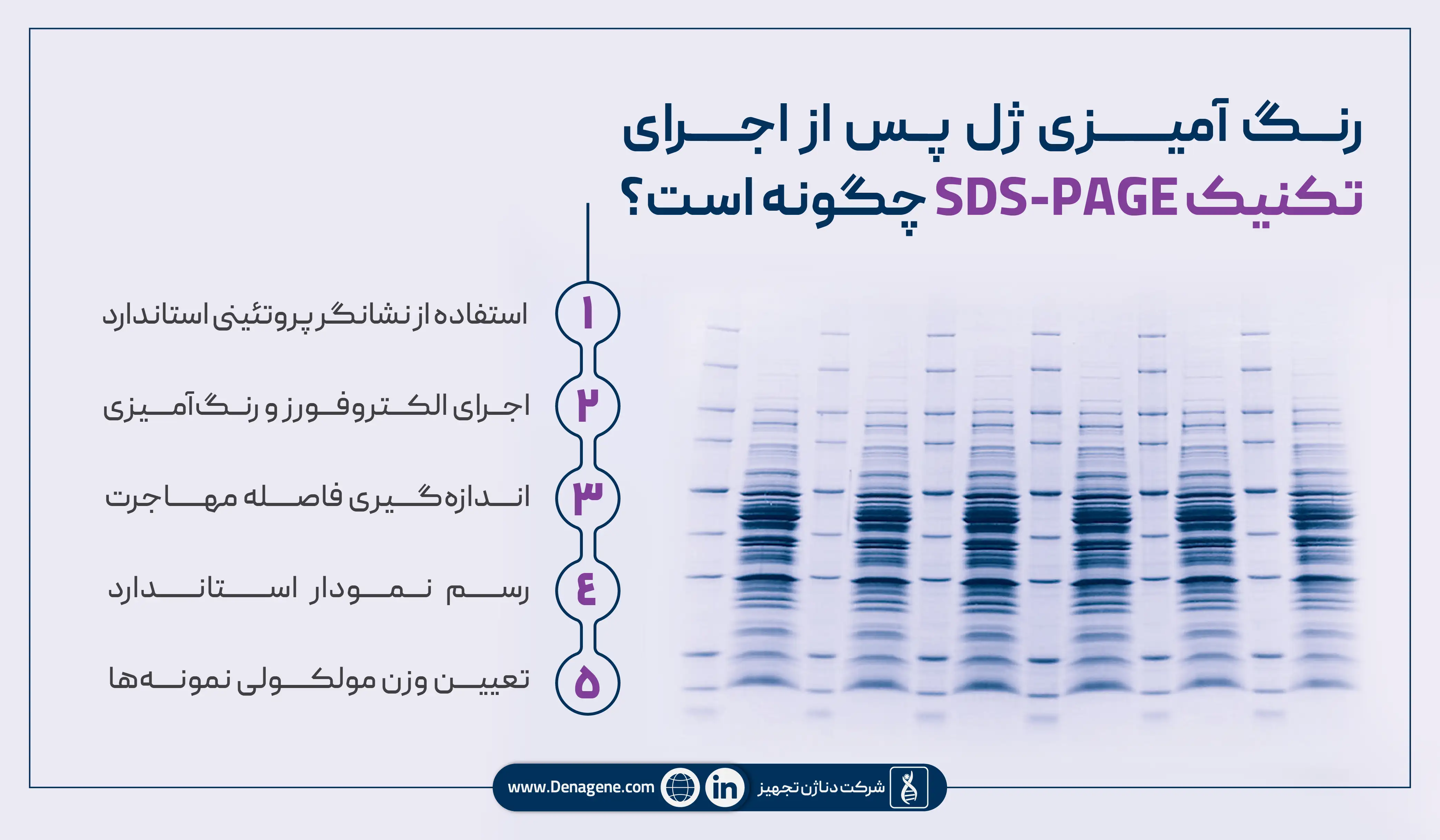 رنگآمیزی ژل پس از تکنیک SDS-PAGE