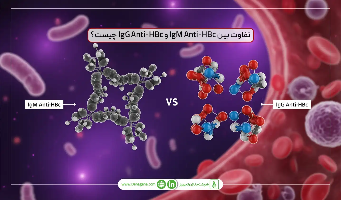 تفاوت بین IgM Anti-HBc و IgG Anti-HBc چیست؟