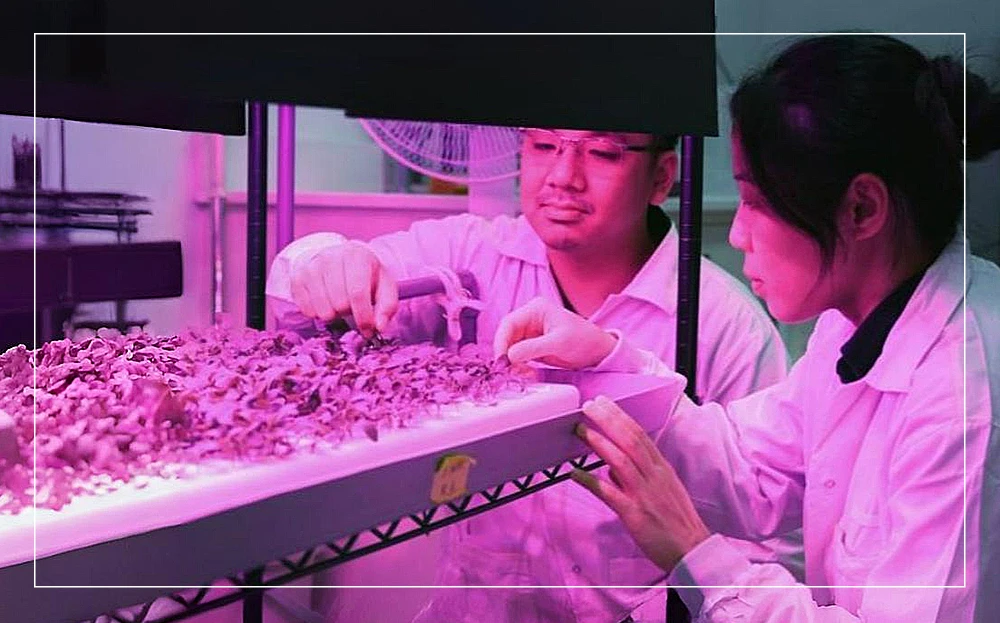 Уникальный Наносенсор для Мониторинга Железа в Растениях в Реальном Времени